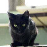 Mutirão de castração em Jundiaí tem vagas esgotadas e novas datas confirmadas