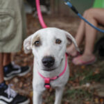 Mutirão de castração em parceria com o Estado segue com agendamento no Paço Municipal