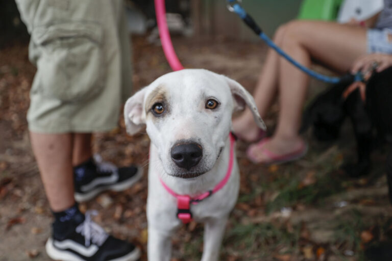 Mutirão de castração em parceria com o Estado segue com agendamento no Paço Municipal